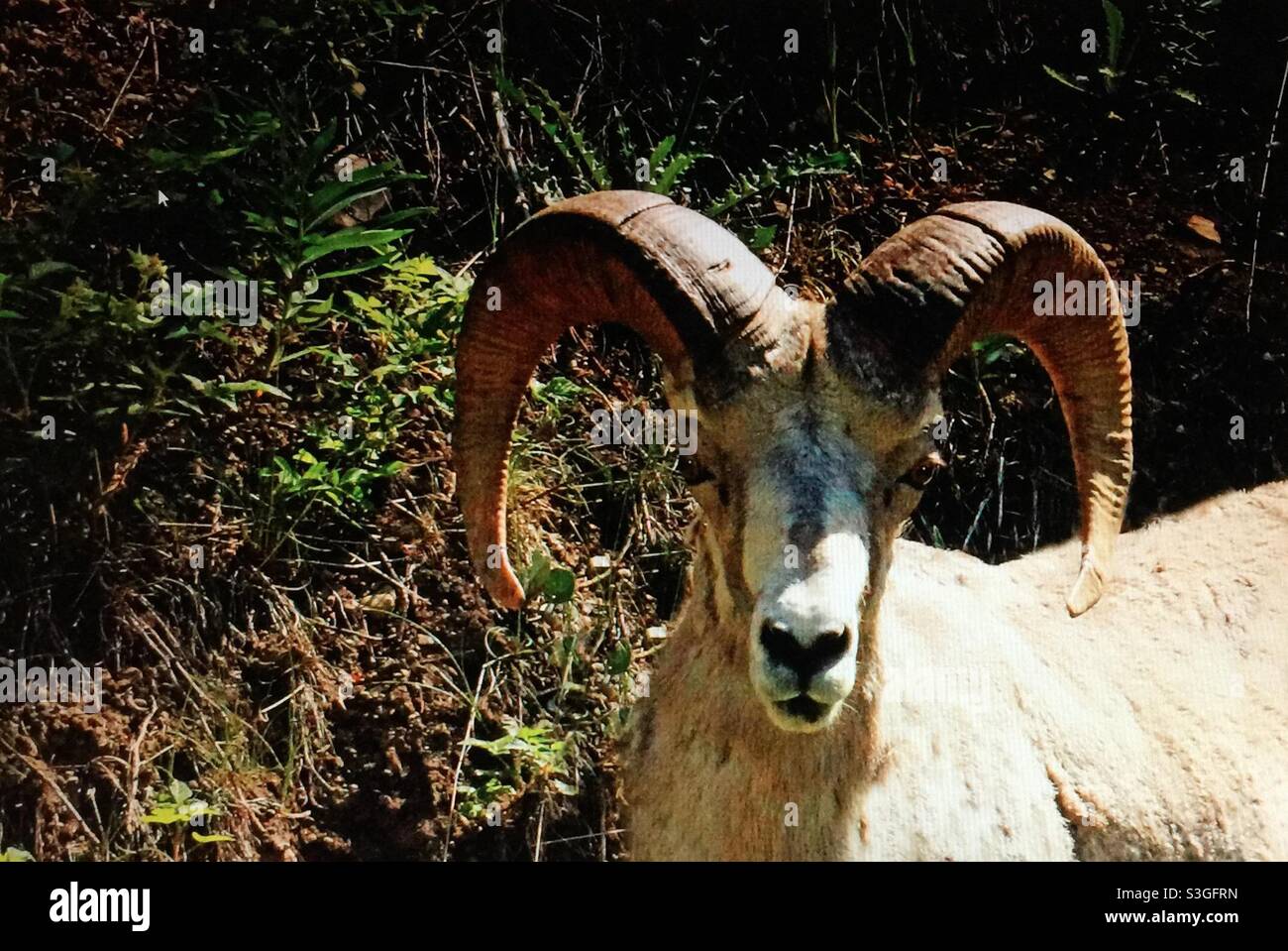 Rocky Mountain Big Horn Schafe, Tierwelt, Tier, Wildnis, Wildnis, Nahrungssuche - Smartphone-aufgenommenes Stockfoto