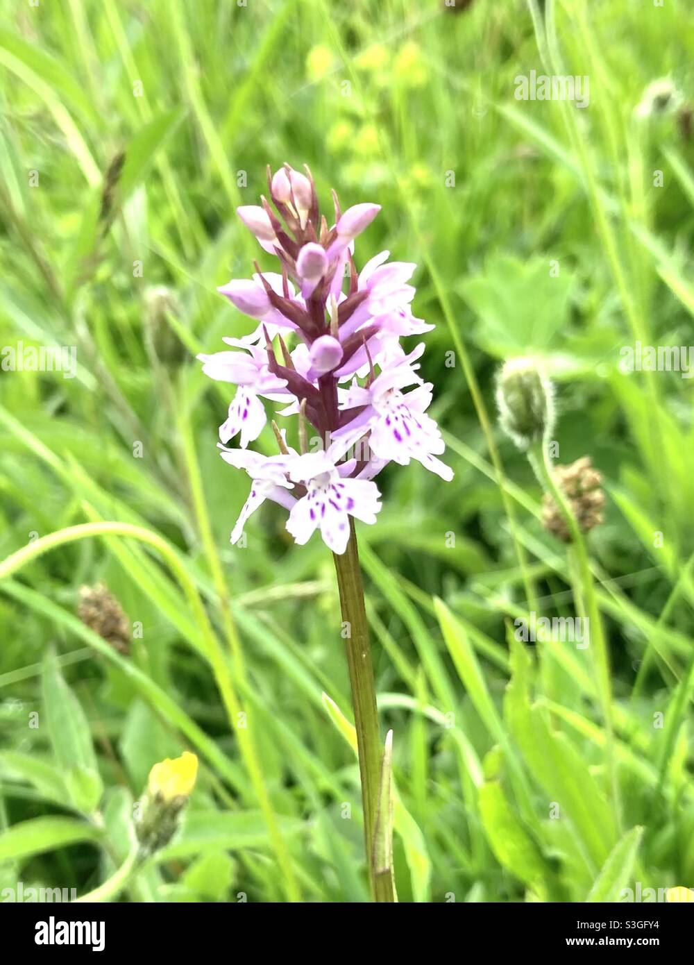 Wilde Orchideenblüte - Smartphone-aufgenommenes Stockfoto
