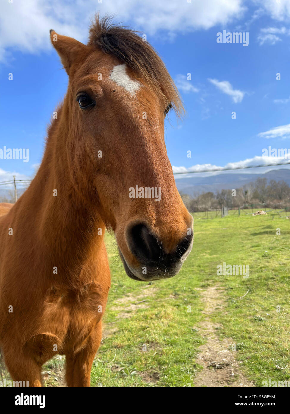 Kastanienpferd. Stockfoto