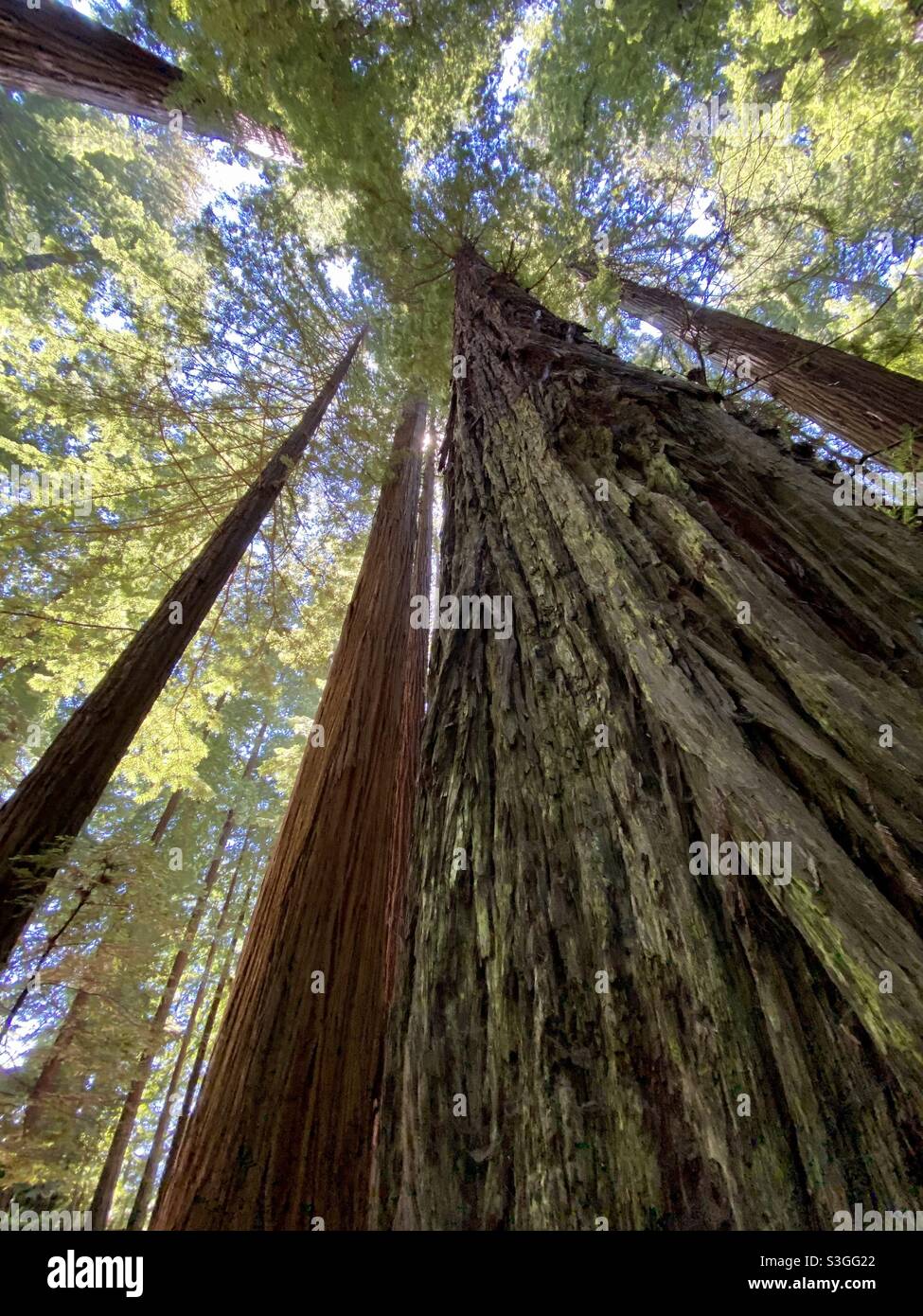 Blick auf die Pracht der Redwoods Stockfoto