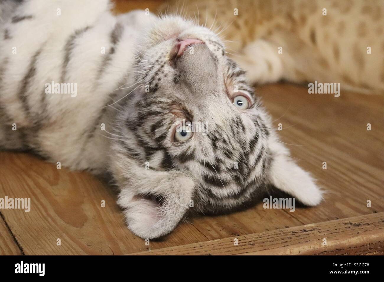 Weiße Baby-tiger - Smartphone-aufgenommenes Stockfoto