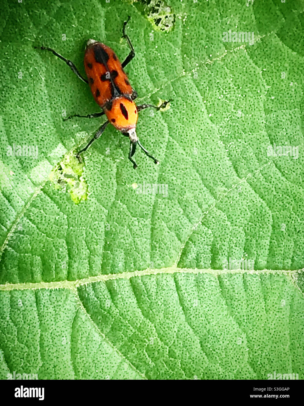Ein Käfer steht auf einem grünen Blatt in einem Wald in Mexiko Stockfoto