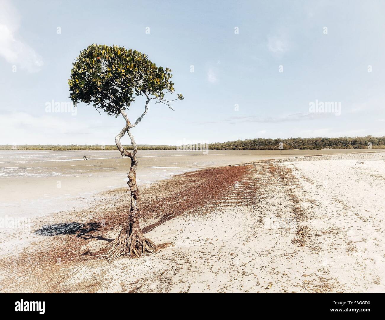 Mangrove Tree, Poona, Fraser Coast, Queensland, Australien, Stockfoto