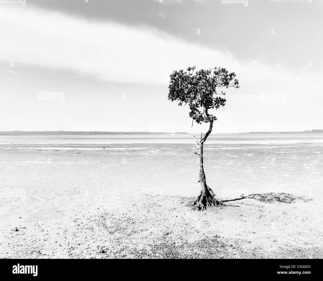 Mangrove Tree, Poona, Fraser Coast, Queensland, Australien, Stockfoto