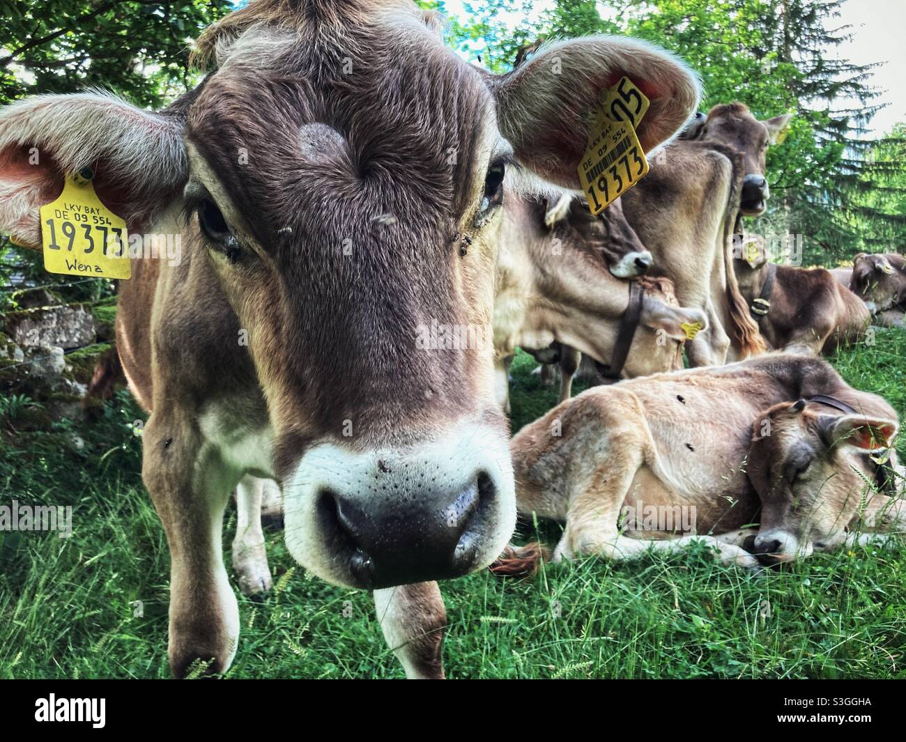 Eine junge Färse in den deutschen Alpen blickt auf die Kamera - Smartphone-aufgenommenes Stockfoto