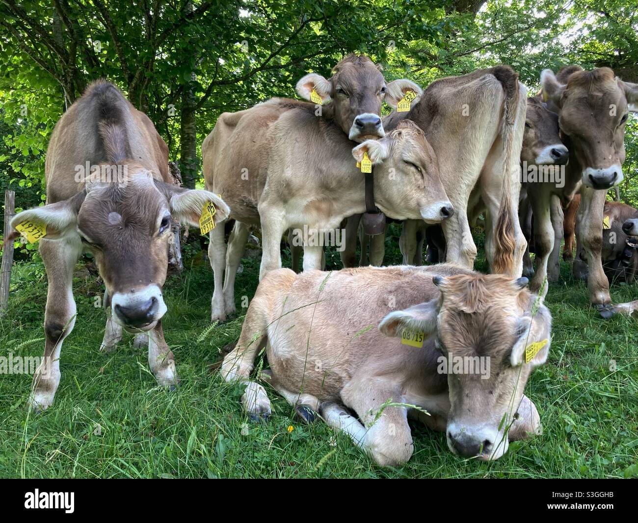 Junge Färsen in den deutschen Alpen schützen sich während des Sommers im Schatten eines Baumes vor der Sommerhitze, indem sie die Kamera betrachten - Smartphone-aufgenommenes Stockfoto