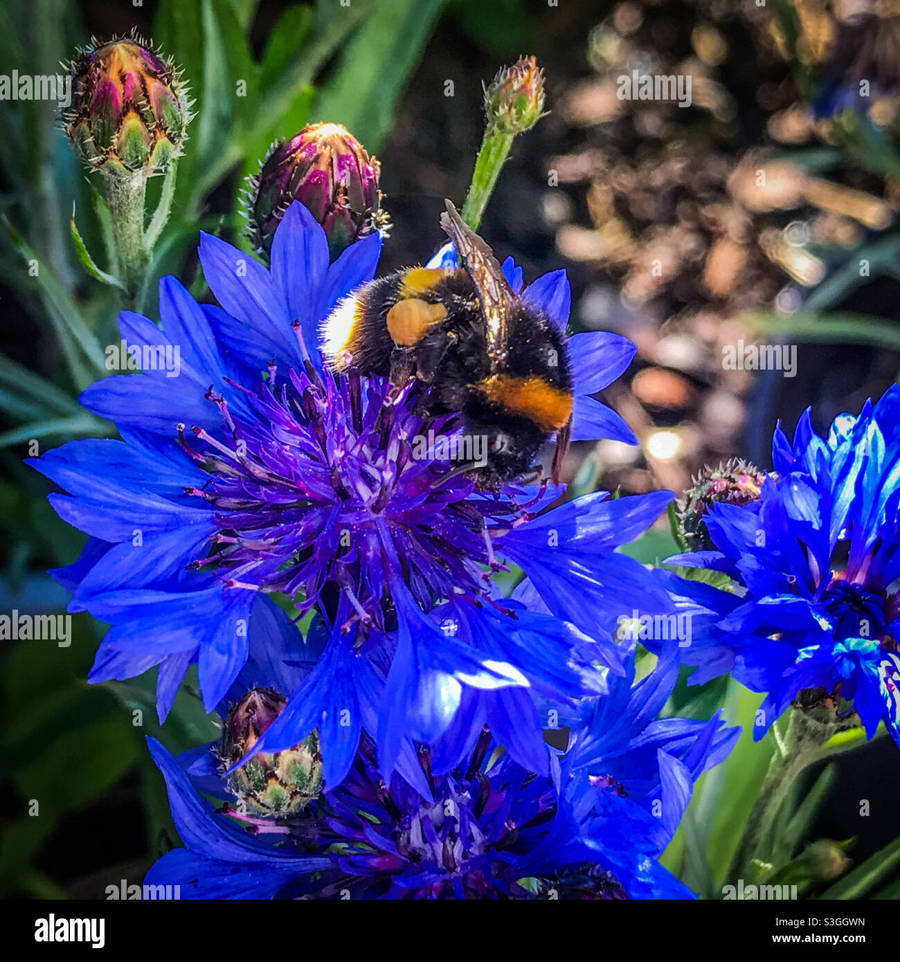 Eine Hummel bestäubt eine blühende Kornblume Stockfoto