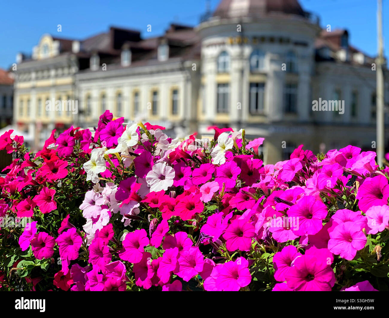 Sommerliche Stadtlandschaft mit Blumen im Vordergrund - Smartphone-aufgenommenes Stockfoto