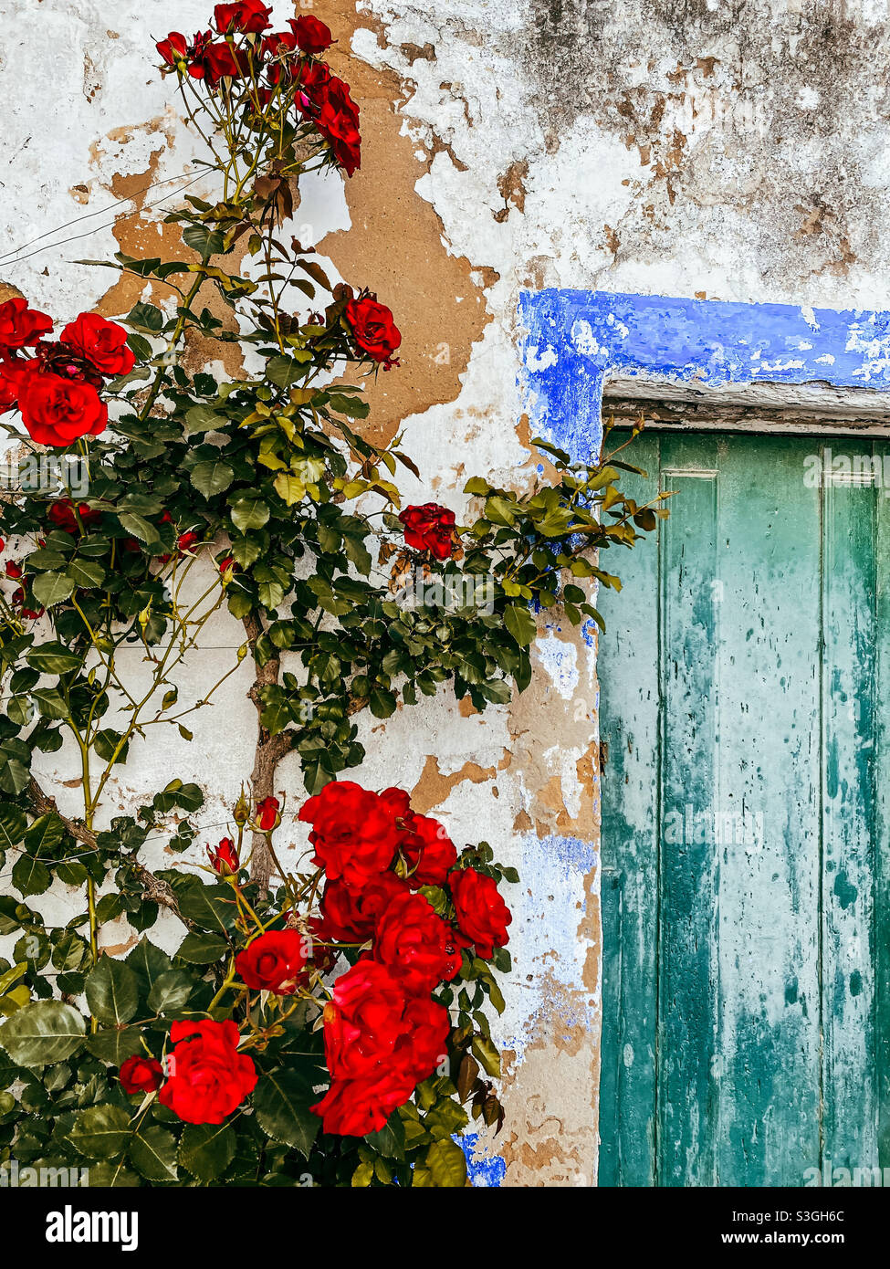 Ich fand diesen wunderschönen Rosenstrauch in Obidos, Portugal. Und ich liebe diese blau-rot-weiße Pallette einfach! Stockfoto