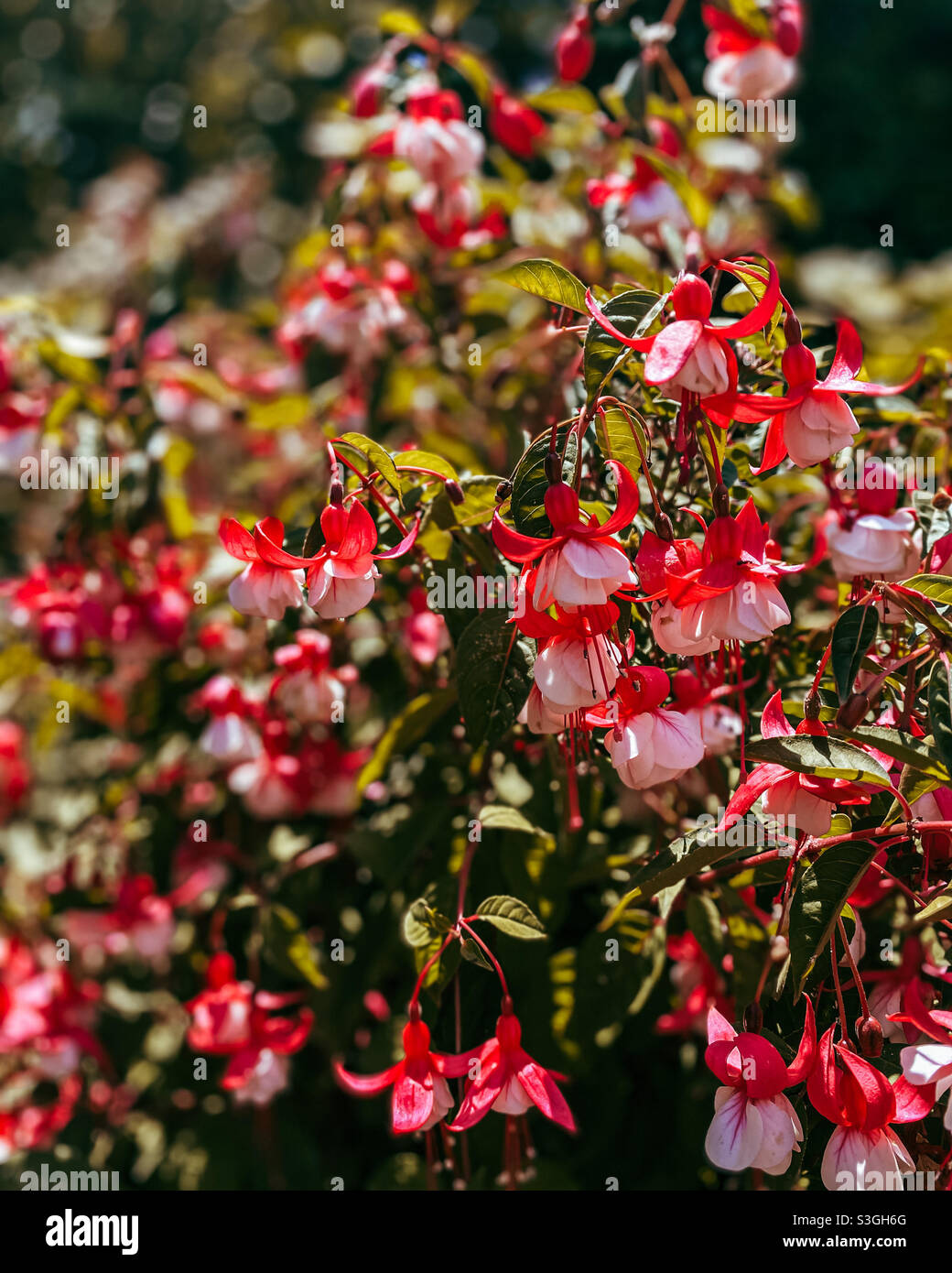 Ein wunderschöner Busch von Fuchsia im Botanischen Garten von Porto Stockfoto