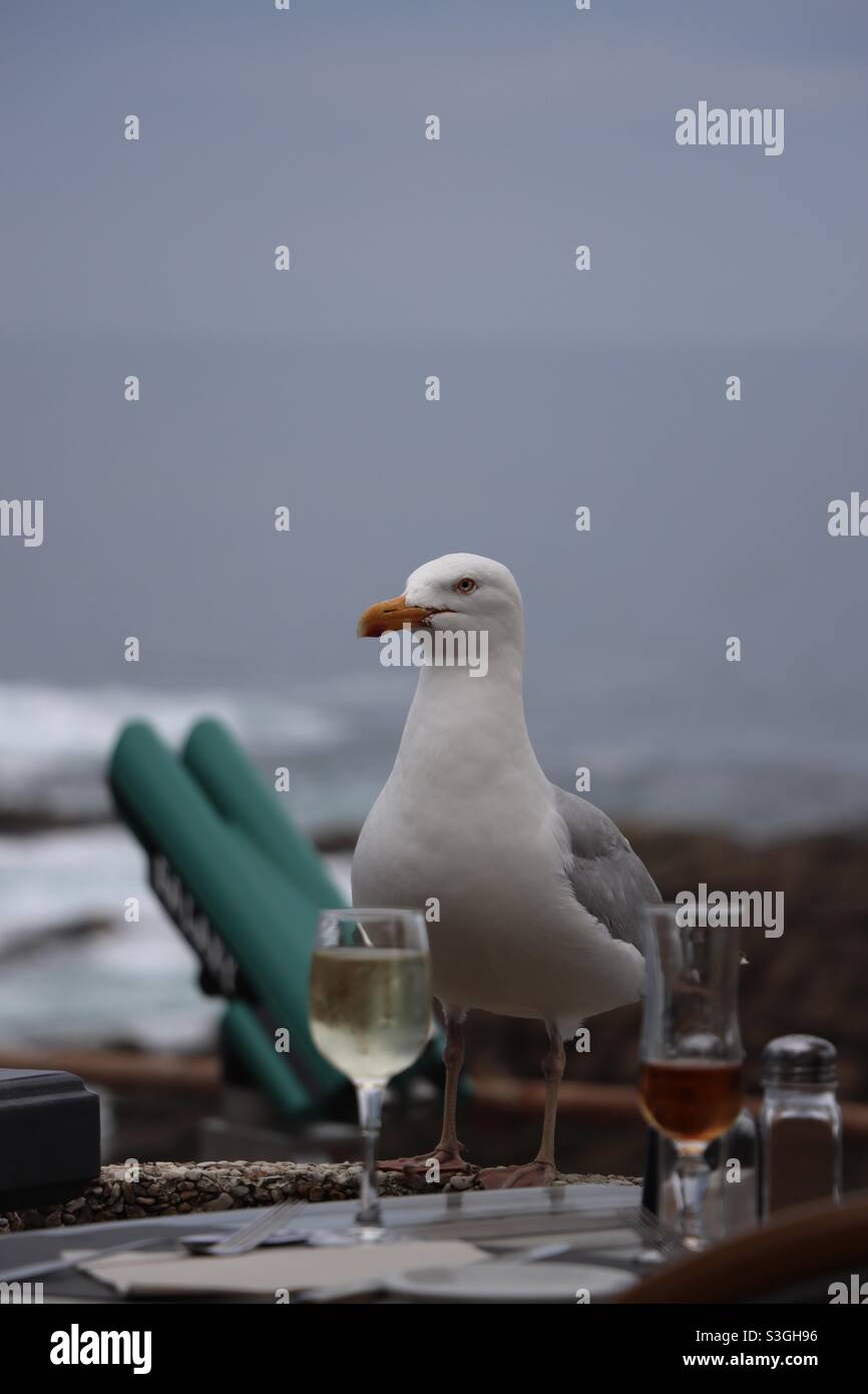Möwe mit zwei Gläsern Wein Stockfoto