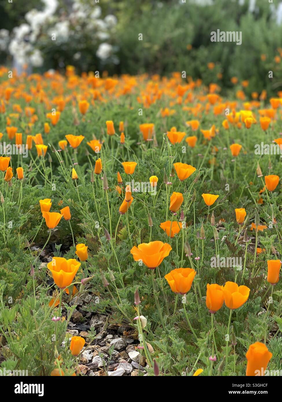 California poppies Stockfoto