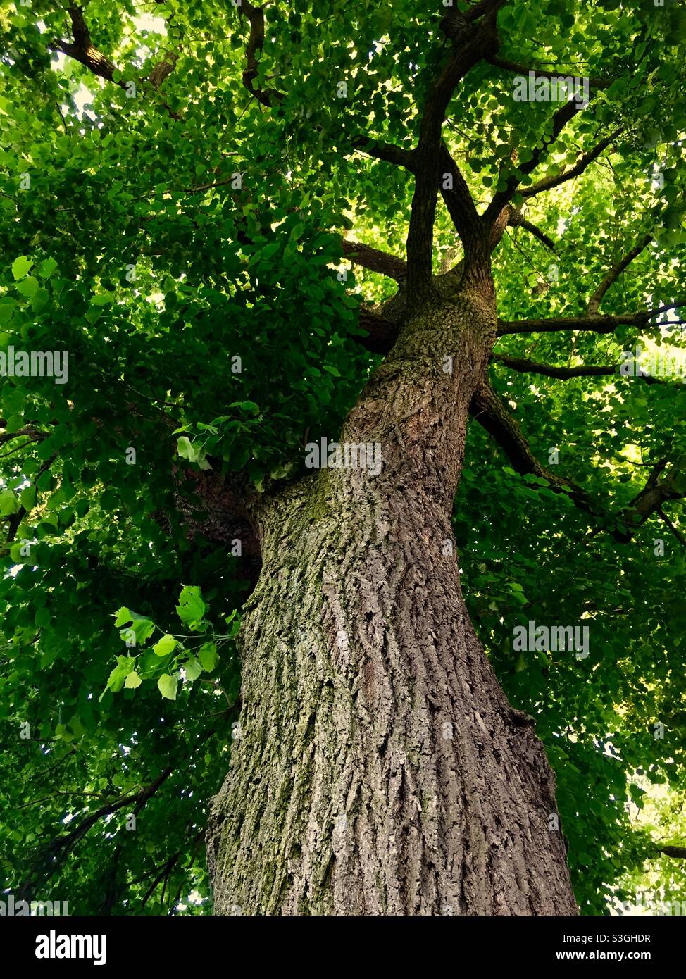 Alter Baum Stockfoto