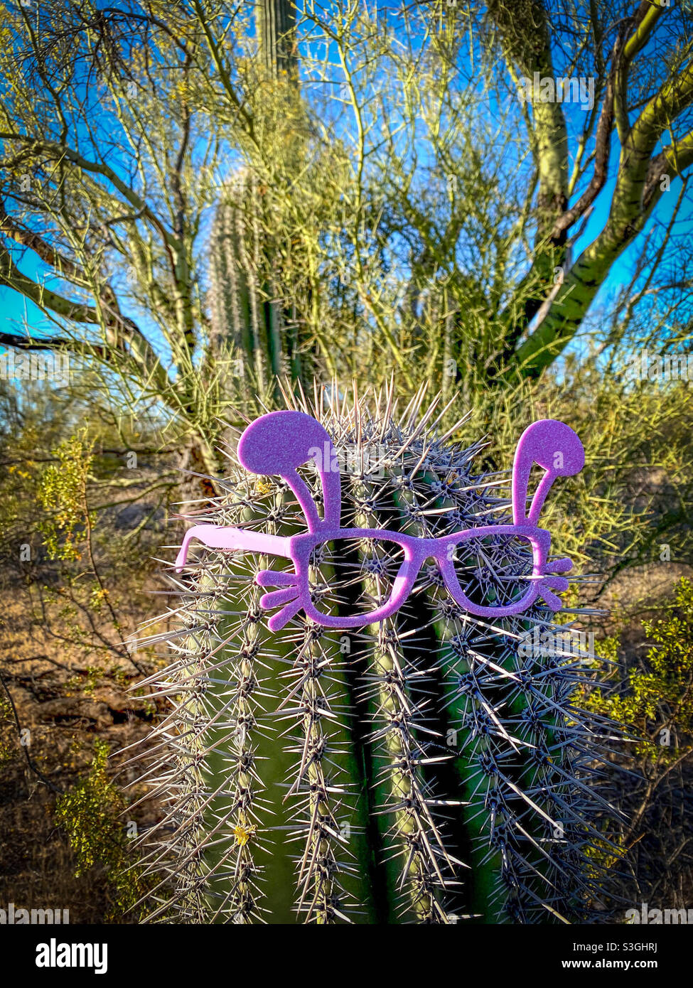 Saguaro in Verkleidung. Stockfoto