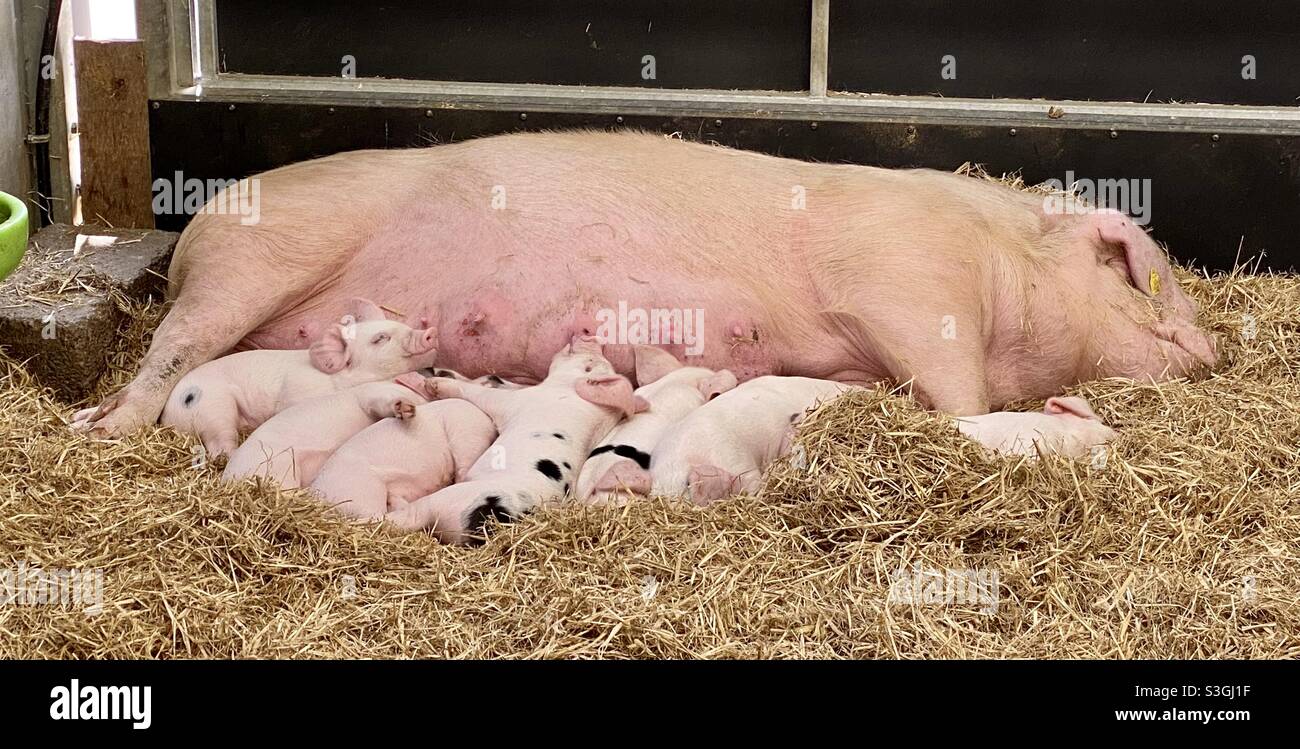 Schweine im Cotswold Farm Park - Smartphone-aufgenommenes Stockfoto