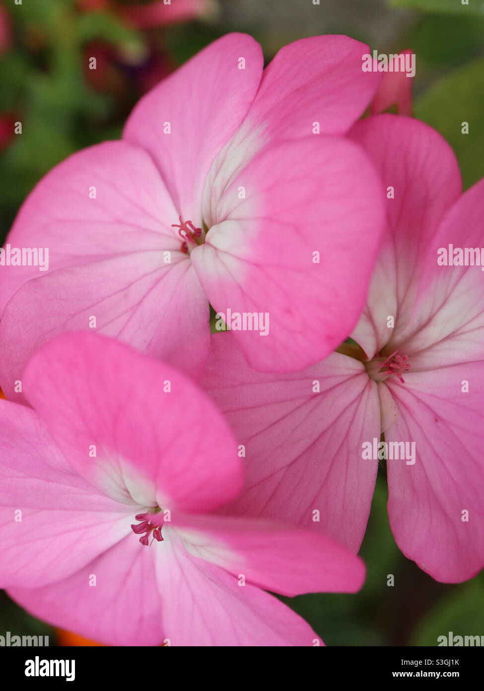 Pink Craine-Bill Geranium in voller Blüte Stockfoto