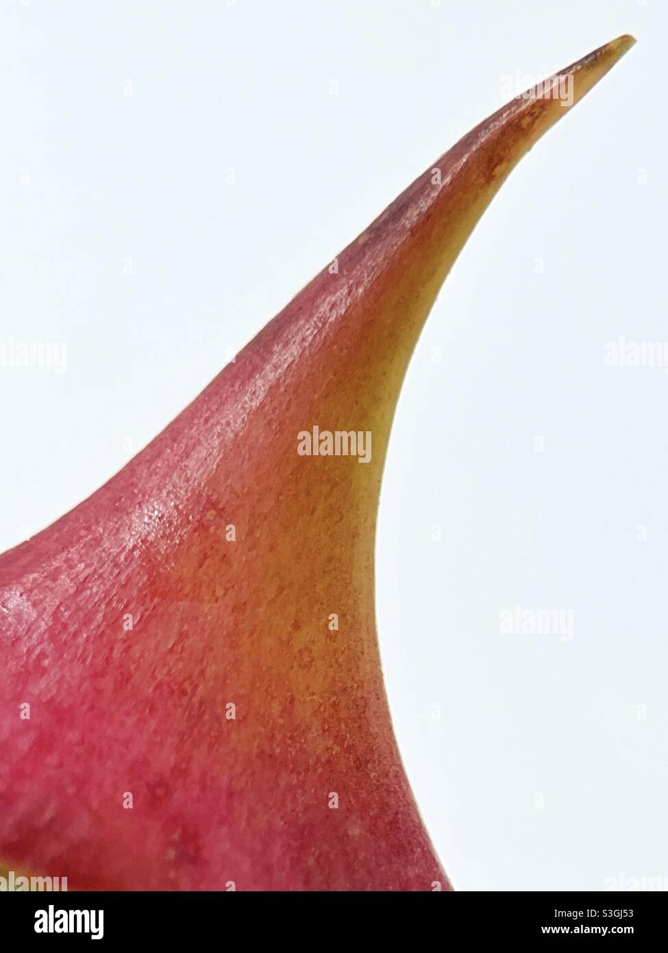Nahaufnahme eines Dorns eines Rosenbusches Stockfoto