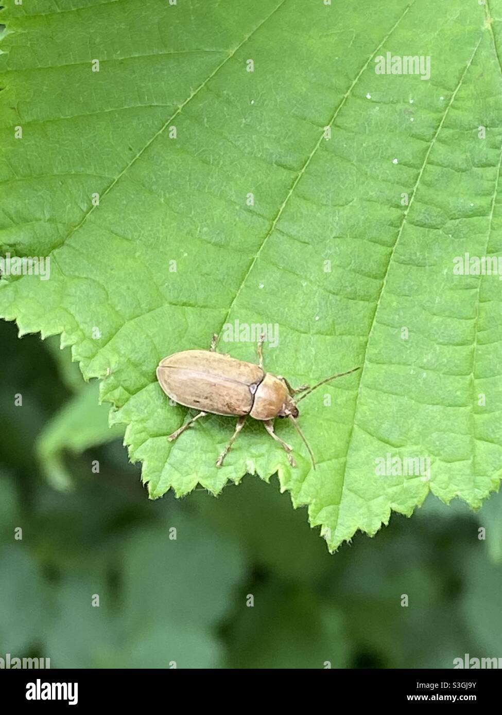 Käfer auf einem Blatt in Rhydargaeau, Carmarthenshire, Wales. Juli 2021. - Smartphone-aufgenommenes Stockfoto