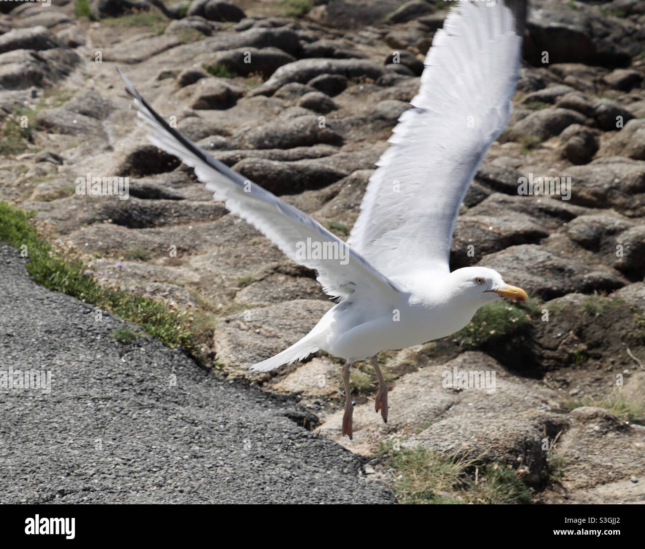 Möwe im Flug - Smartphone-aufgenommenes Stockfoto
