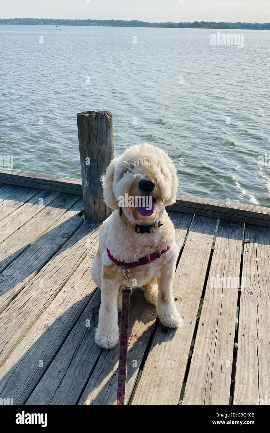 Goldendoodle-Hund sitzt glücklich am Dock am See. Stockfoto
