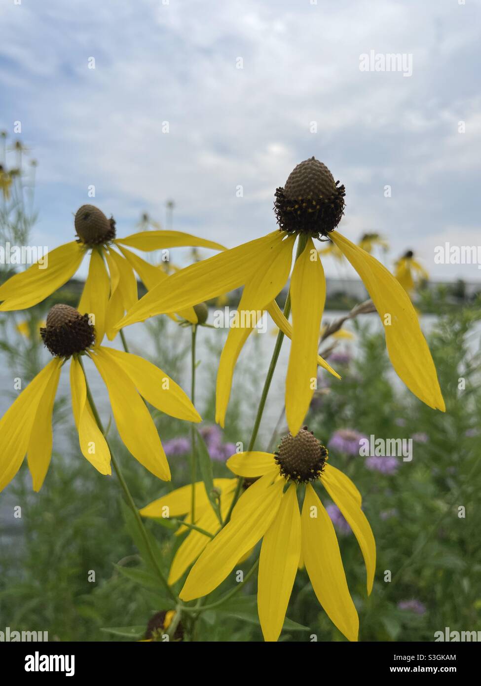 DUBUQUE, IOWA, 11. Juli 2021 – Nahaufnahme von leuchtend gelben Kegelblumen, die am Sommertag unter einem blau bewölkten Himmel in der Nähe des Teiches im Park wachsen. Stockfoto