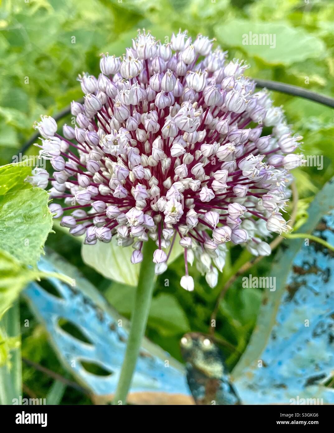 Zwiebel blüte Fotos und Bildmaterial in hoher Auflösung Alamy