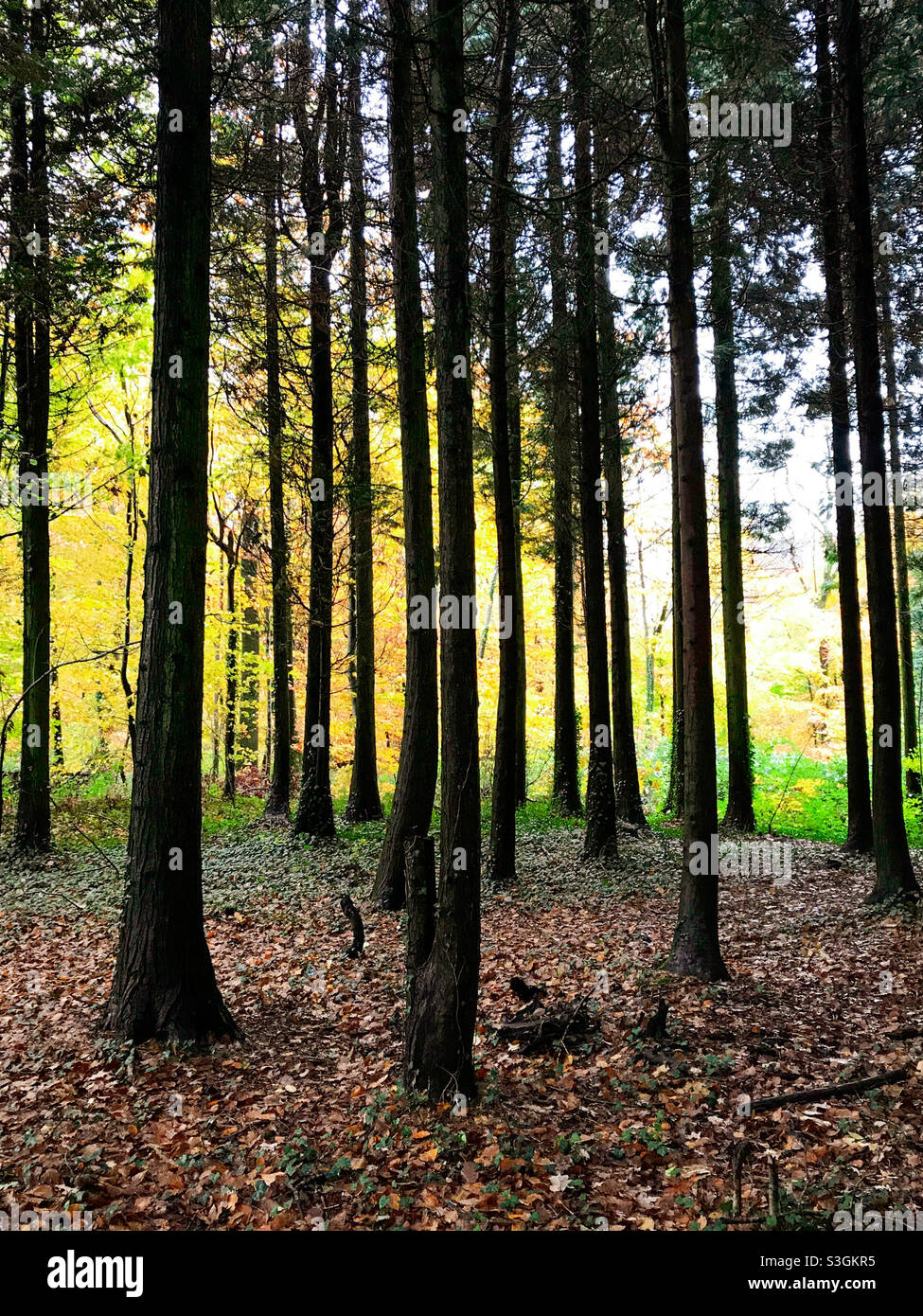 Herbst Wald Vollformat Hintergrund Muster - Smartphone-aufgenommenes Stockfoto