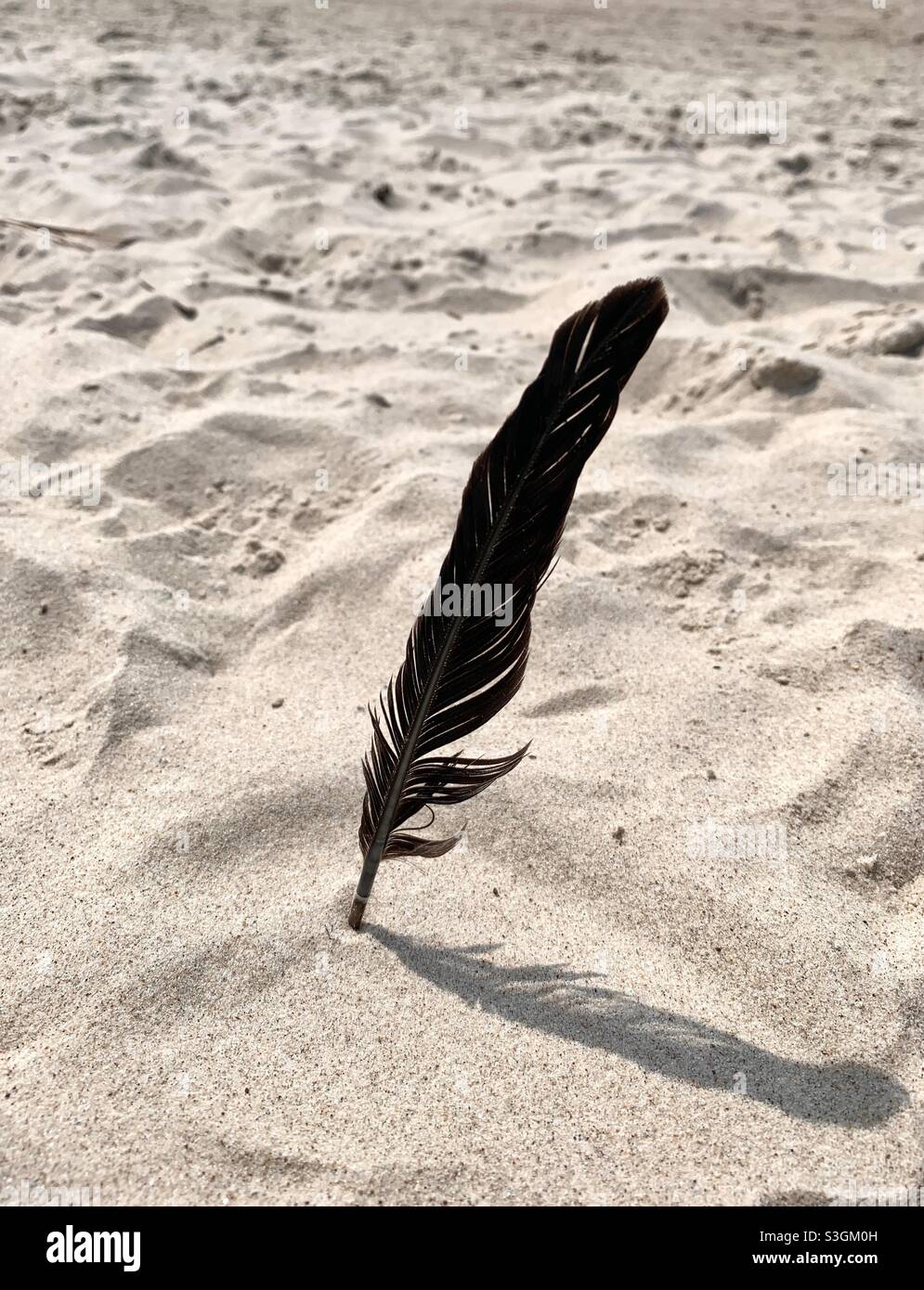 Schwarze Vogelfeder auf dem Strandsand, Nahaufnahme im Freien mit Naturdetails Stockfoto