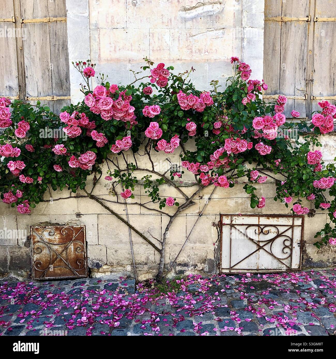 Alte rosa Rose vor dem Haus in Loches, Indre-et-Loire (37), Frankreich. - Smartphone-aufgenommenes Stockfoto