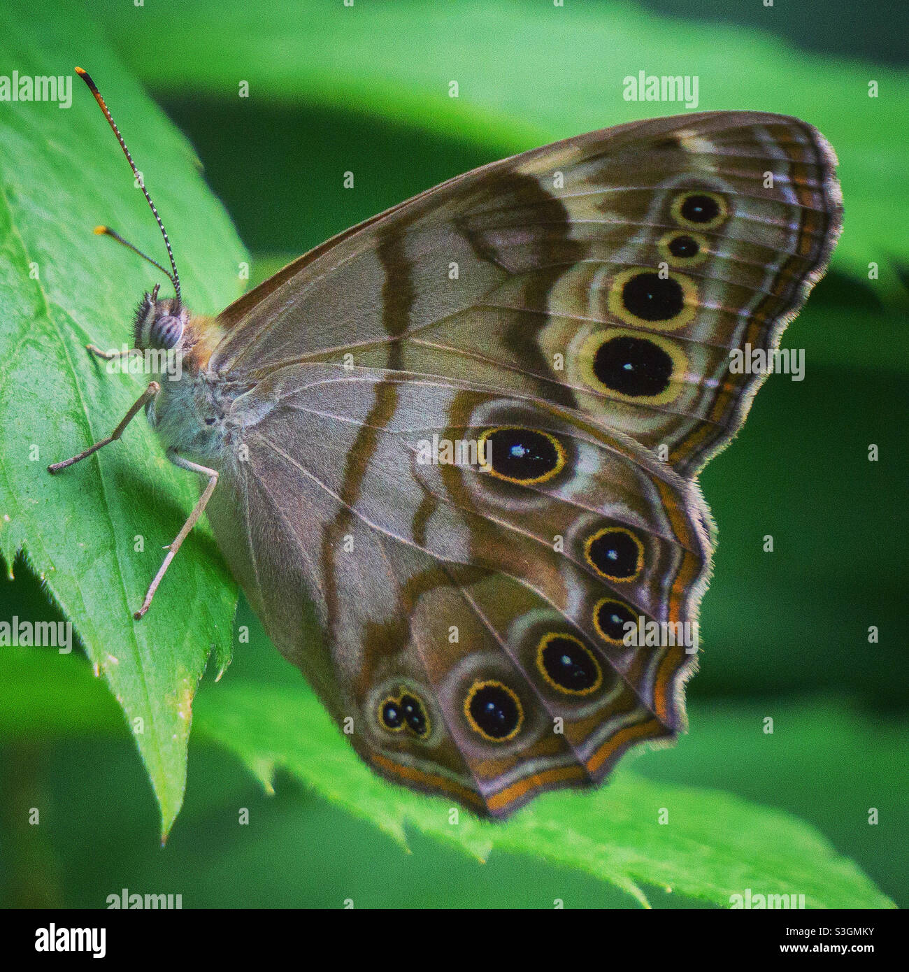 Schmetterling aus dem nördlichen Perlauge Stockfoto