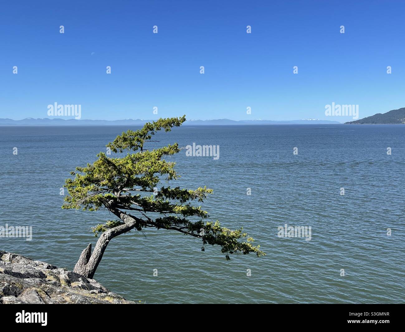 Einsamer Wacholder Stockfoto