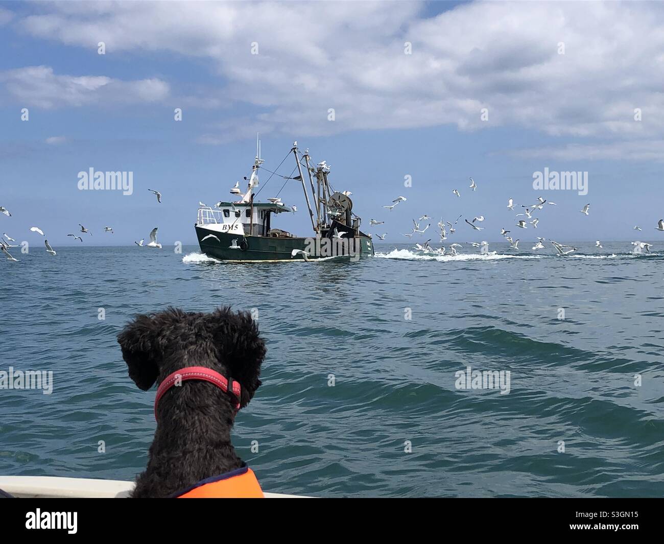Schwarzer Hund beobachtet Brixham Trawler vorbei - Smartphone-aufgenommenes Stockfoto