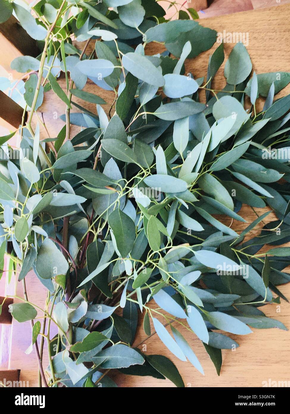 Eukalyptusblätter trocknen auf einem Holztisch im Sonnenlicht  Stockfotografie - Alamy