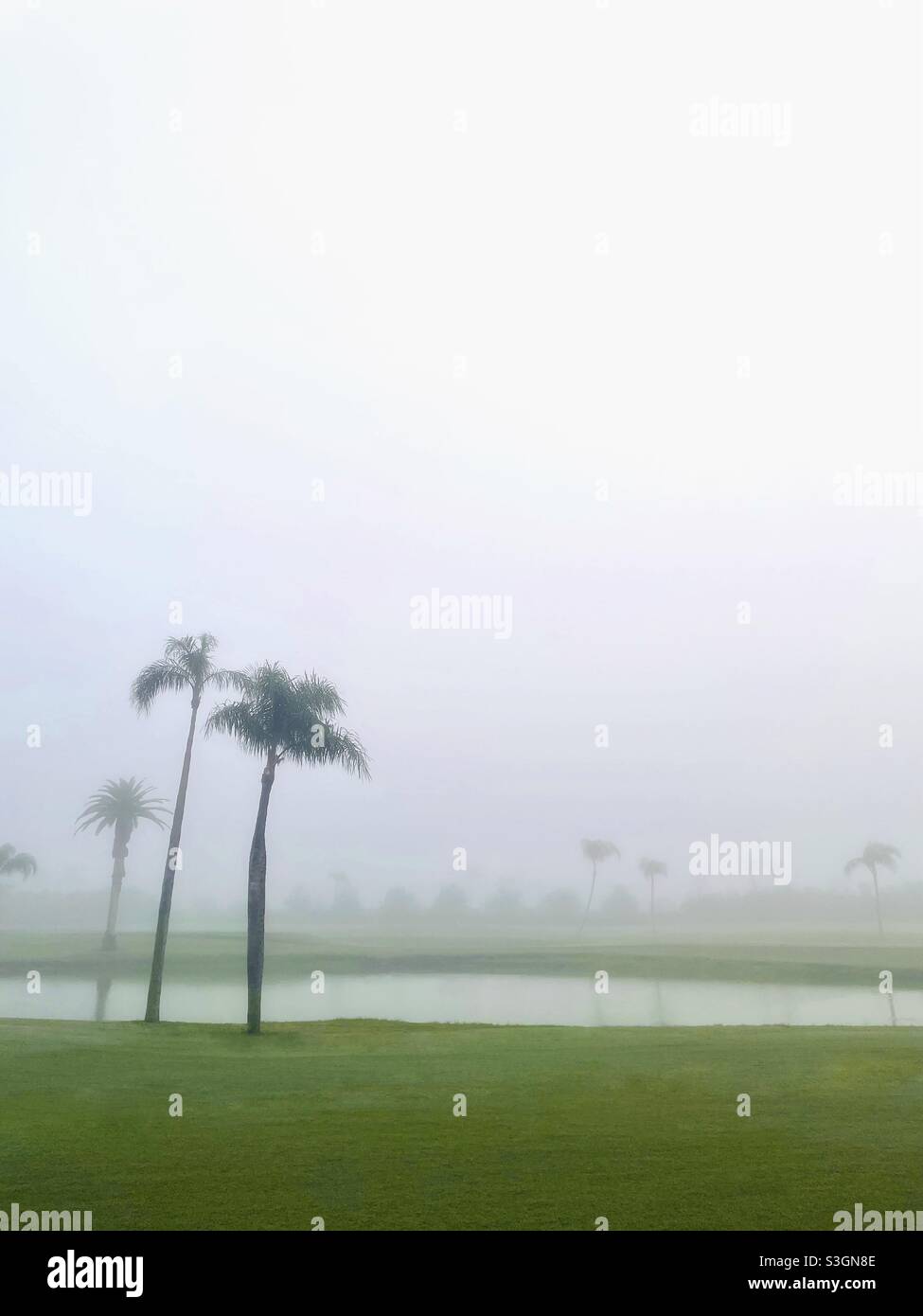 Palmen und Teich im Nebel Stockfoto