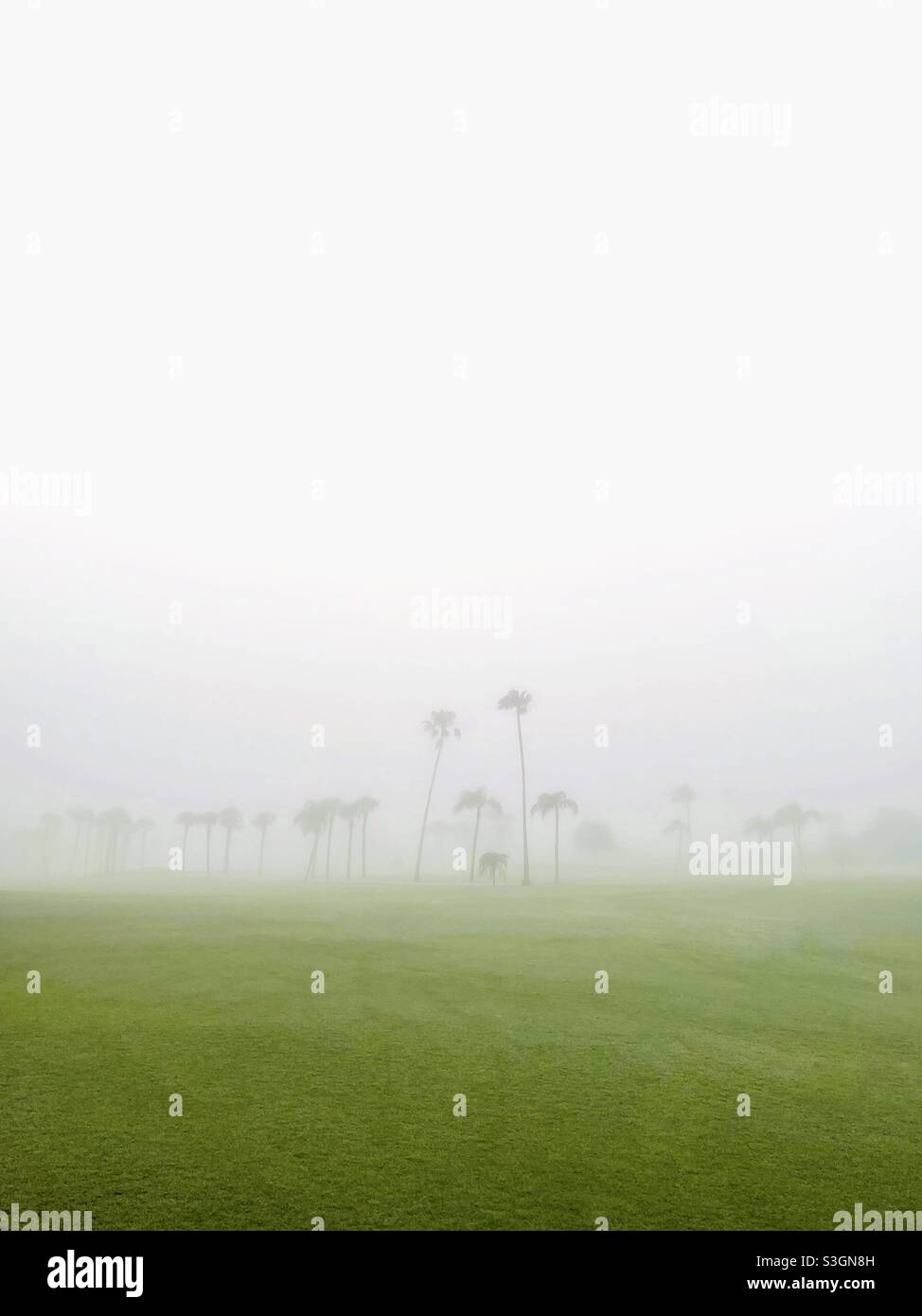 Palmen im Nebel - Smartphone-aufgenommenes Stockfoto