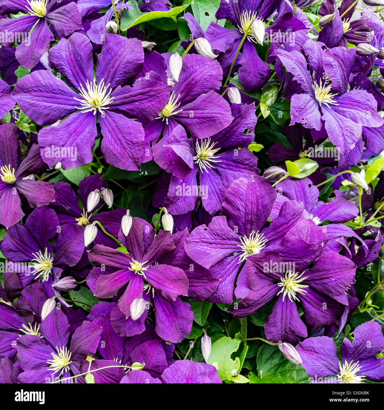 Violette Clematis-Blüten. - Smartphone-aufgenommenes Stockfoto