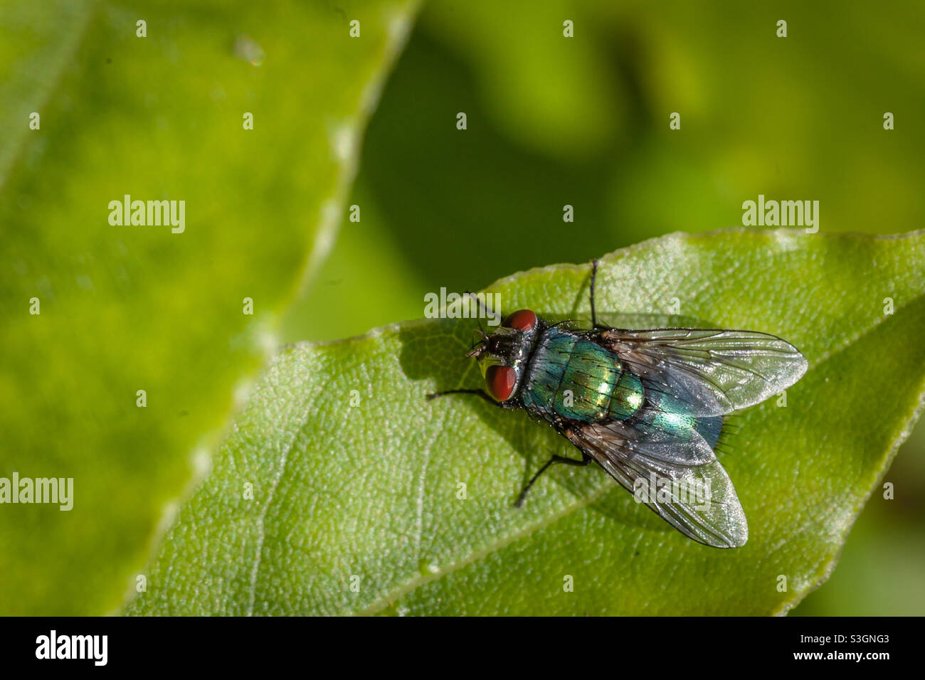 Gewöhnliches grünes Fläschchen-Fliegenmakro Stockfoto