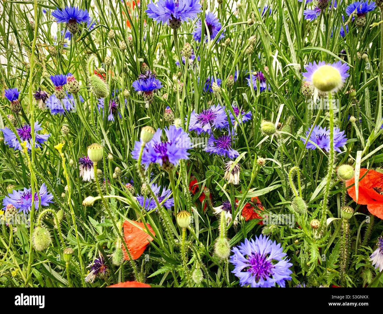 Wilde Wiesenblumen, Mohnblumen und Kornblumen (Centaurea Cygnus) - Smartphone-aufgenommenes Stockfoto