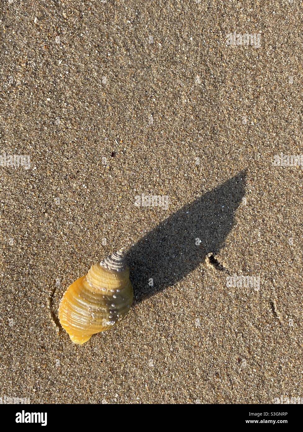 Ein Welch wirft einen langen Schatten auf einen Sandstrand. Stockfoto