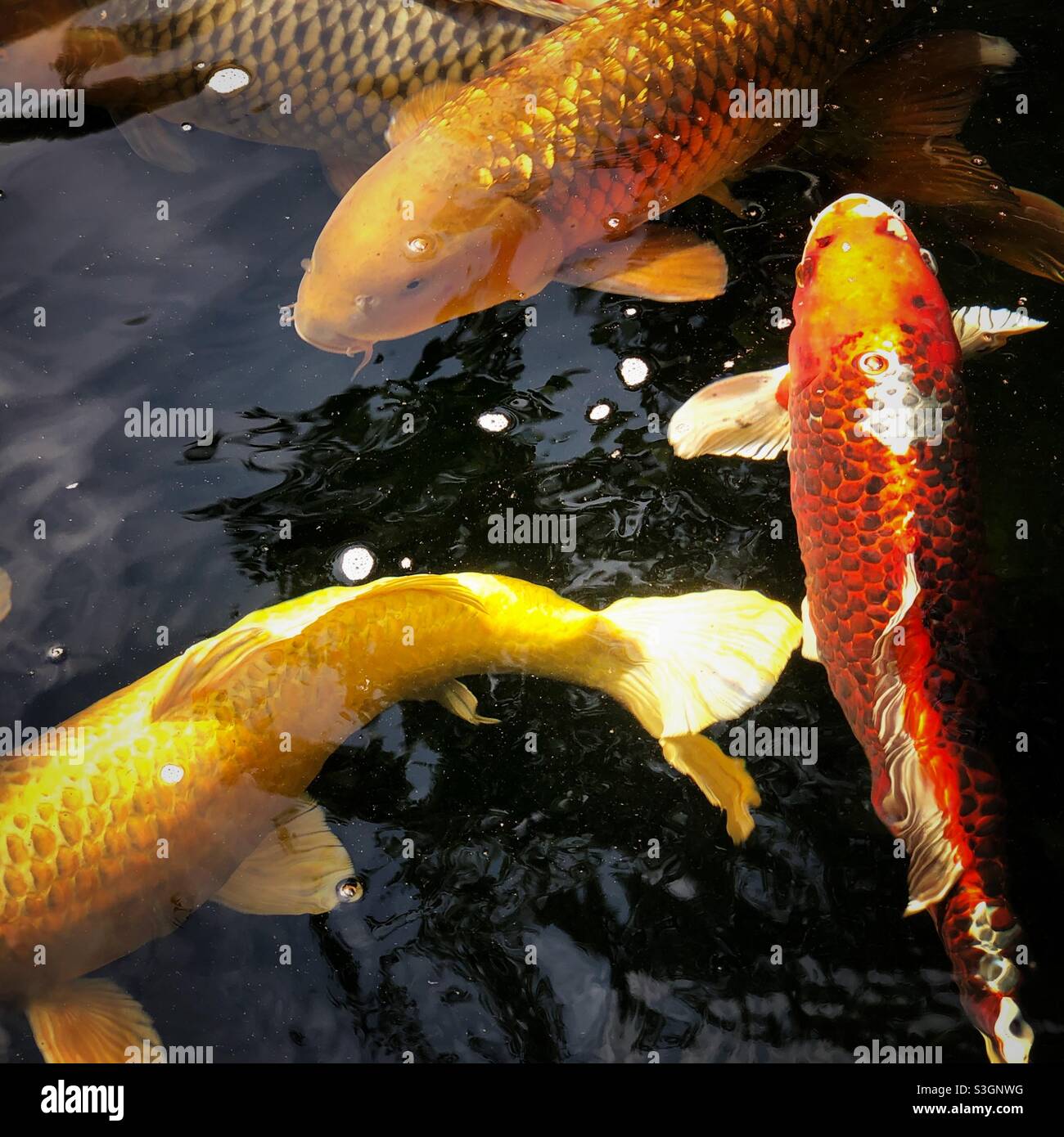 Koi in ihrem Teich. - Smartphone-aufgenommenes Stockfoto