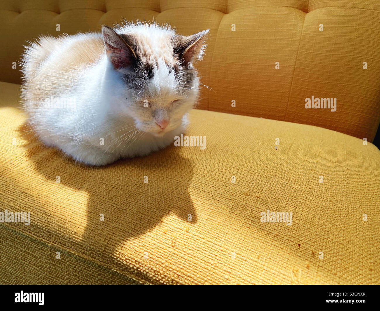 Eine Katze schläft auf einer gelben Couch. Stockfoto