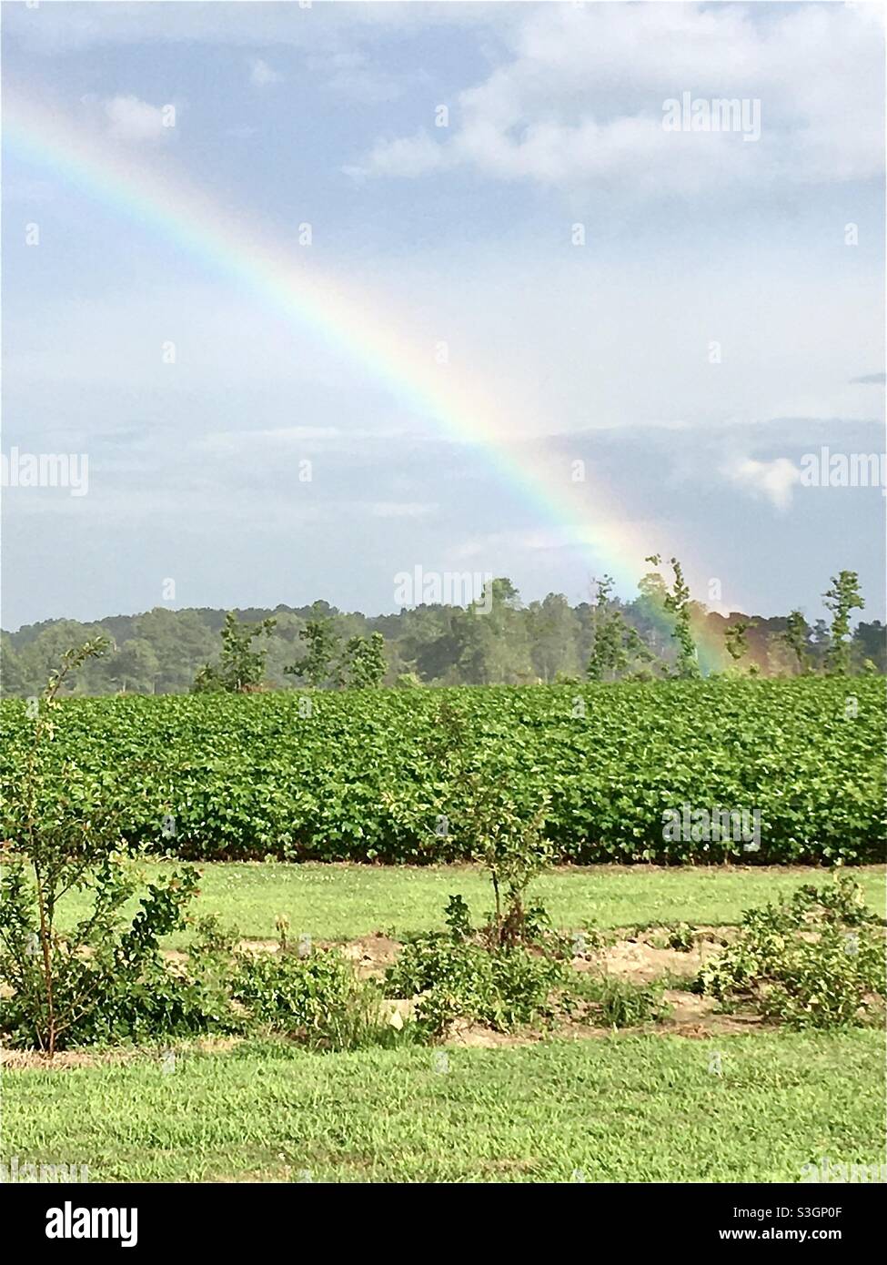 Regenbogen bei Regen Sturm über dem Feld Stockfoto