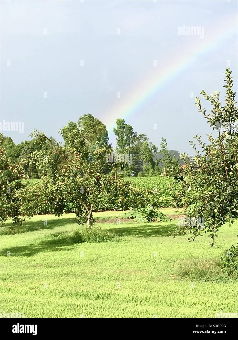 Regenbogen über Feld und Obstgarten Stockfoto