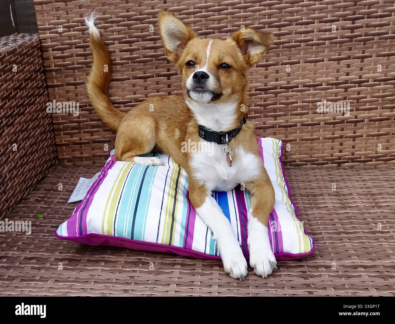 Welpe Hund sitzt auf einem bunten Kissen in der Sommersonne Stockfoto