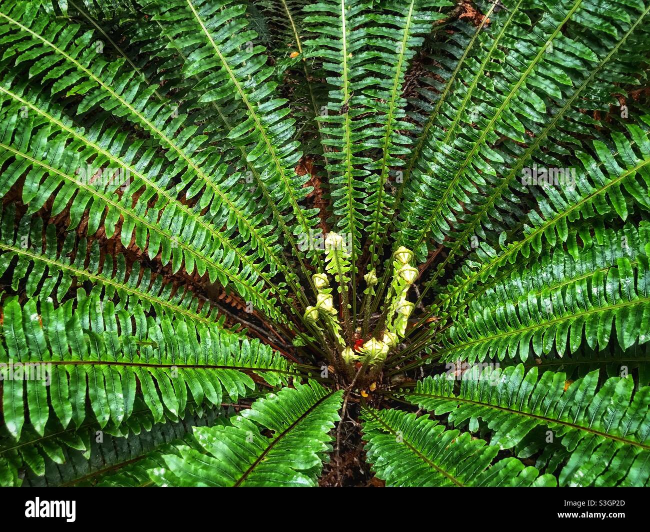 Kronenfarn (Lomaria-Verfärbung) im Fiordland-Nationalpark, Südinsel, Neuseeland Stockfoto