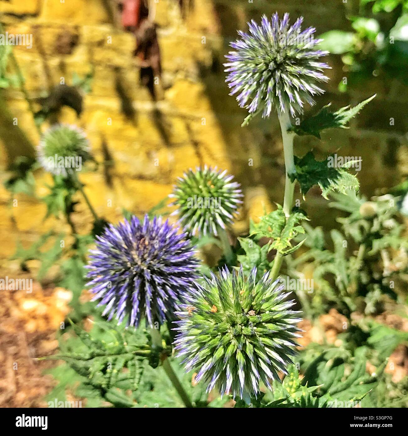 Wunderschöne sonnenbeschienene südliche Globethistles. Stockfoto