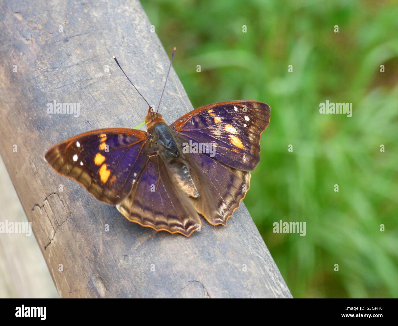 Lokaler Schmetterling Stockfoto