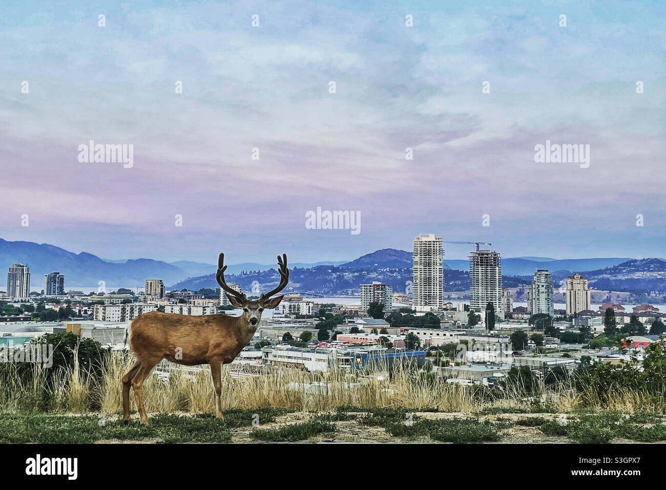 Hirsch mit Geweih und Stadt im Hintergrund kurz vor Sonnenaufgang. - Smartphone-aufgenommenes Stockfoto