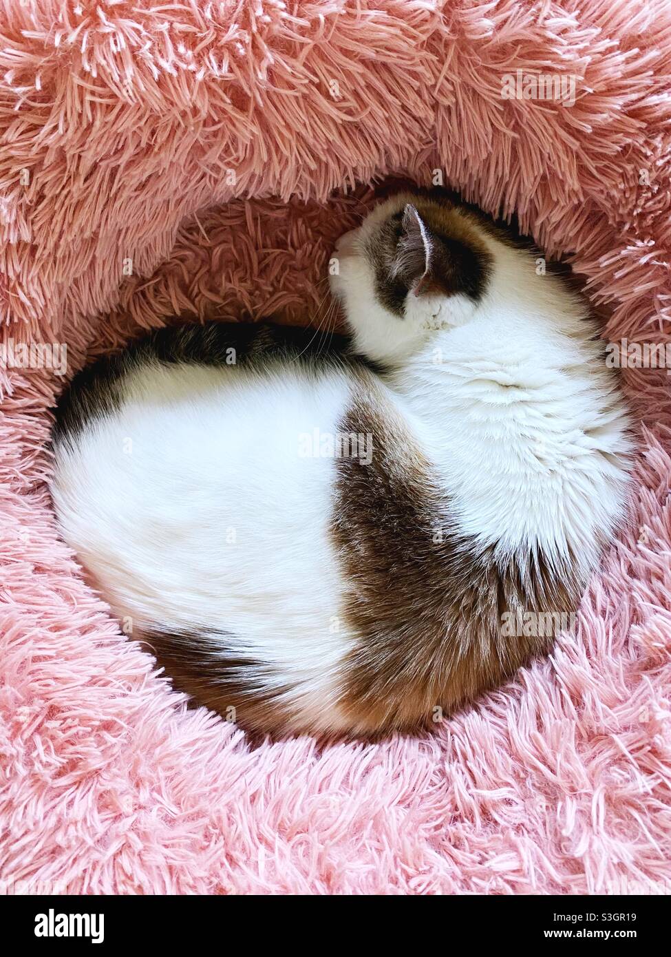 Eine weiße und braune Katze rollte sich in einem rosafarbenen, flauschigen Bett zusammen. Stockfoto