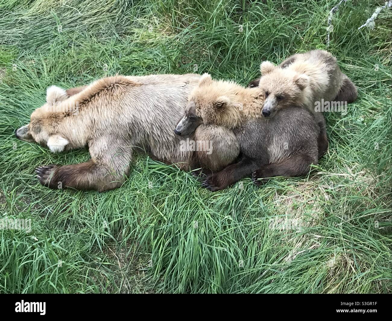 Ein Bärenschläfchen Stockfoto